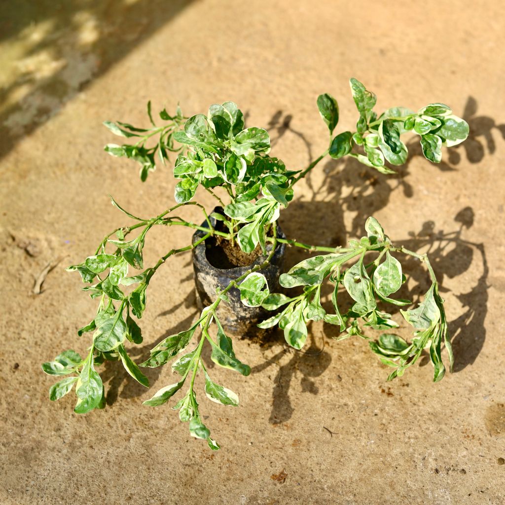 Alternanthera White in 4 Inch Nursery Bag