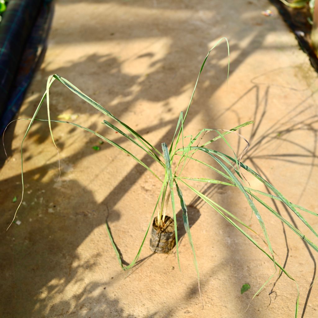 Lemon Grass (~2 Ft) in 4 Inch Nursery Bag