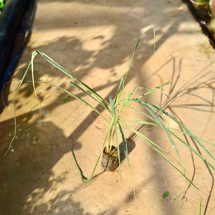 Buy Lemon Grass (~2 Ft) in 4 Inch Nursery Bag Online | Urvann.com