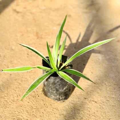 Buy Spider Plant in 4 Inch Nursery Bag Online | Urvann.com