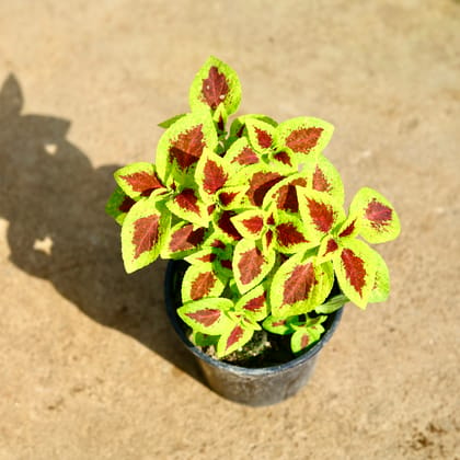 Buy Coleus (Any Colour) in 6 Inch Nursery Pot Online | Urvann.com