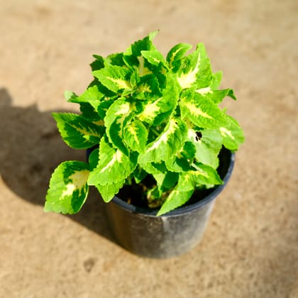 Buy Coleus (Any Colour) in 6 Inch Nursery Pot Online | Urvann.com