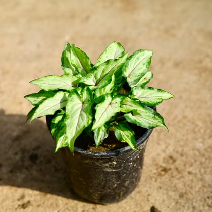 Buy Syngonium Yammi in 5 Inch Nursery Pot Online | Urvann.com