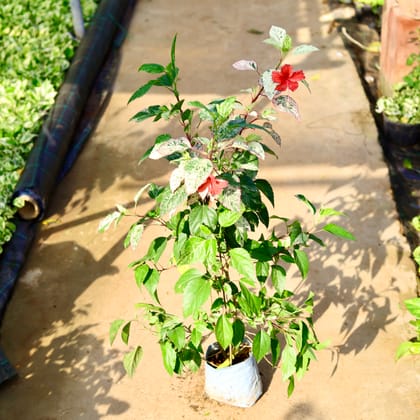 Buy Hibiscus / Gudhal Variegated in 8 Inch Nursery Bag Online | Urvann.com