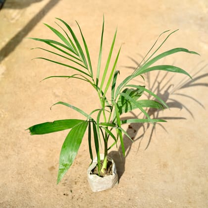 Buy Bamboo / Cane Palm in 4 Inch Nursery Bag Online | Urvann.com