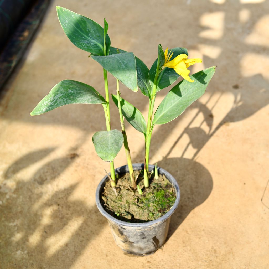 Canna Lily Yellow in 8 Inch Nursery Pot