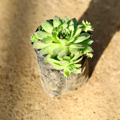 Buy Laxmi Kamal Green Succulent in 4 Inch Nursery Bag Online | Urvann.com