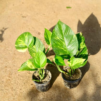 Buy Set of 2 - Money Plant in 4 Inch Nursery Pot Online | Urvann.com