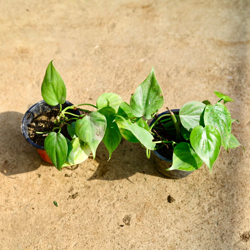 Set of 2 - Oxycardium Green in 4 Inch Nursery Pot