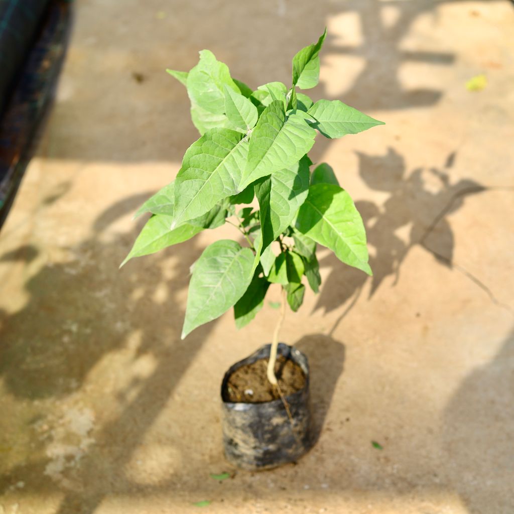 Bel Patra (~ 2 Ft) in 8 Inch Nursery Bag