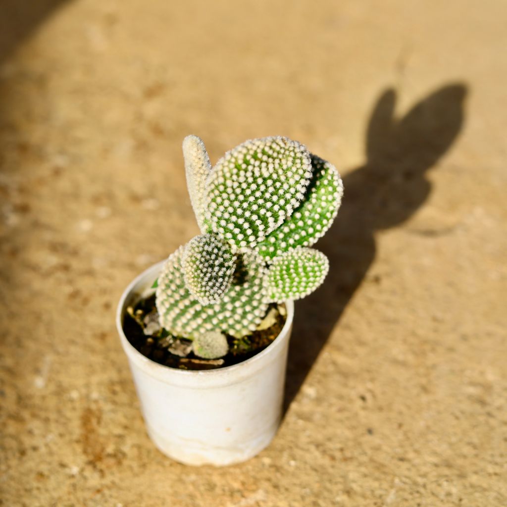 Bunny Ear Cactus in 3 Inch Nursery Pot