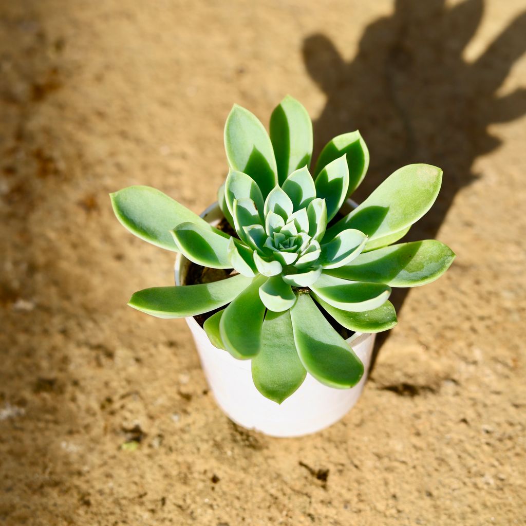 Echeveria Pansy Succulent in 3 Inch Nursery Pot