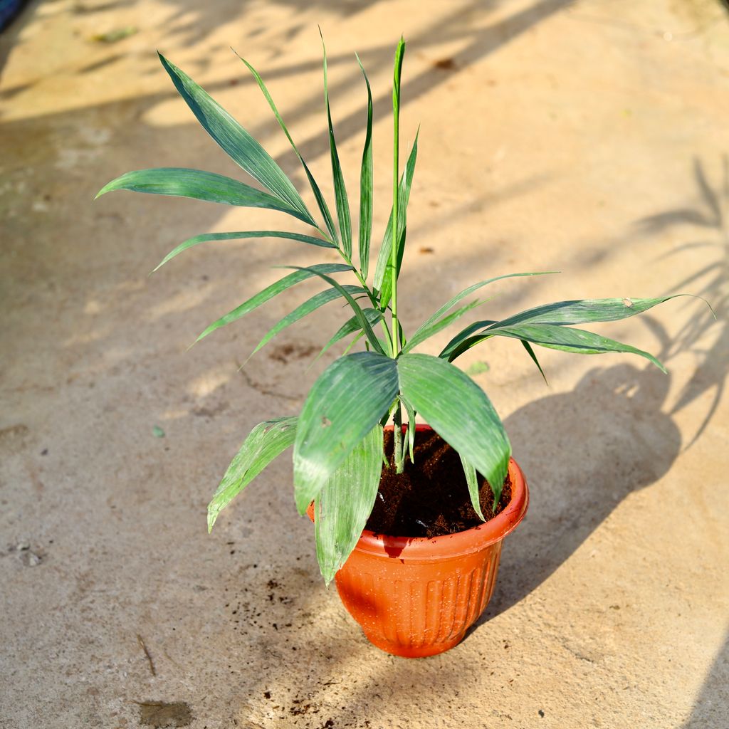 Cane Palm in 8 Inch Terracotta Red Olive Plastic Pot