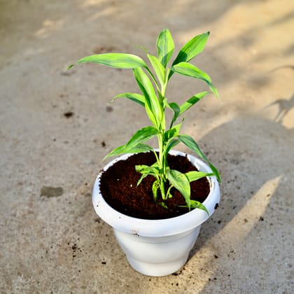 Buy Lucky Bamboo in 8 Inch White Classy Plastic Pot Online | Urvann.com