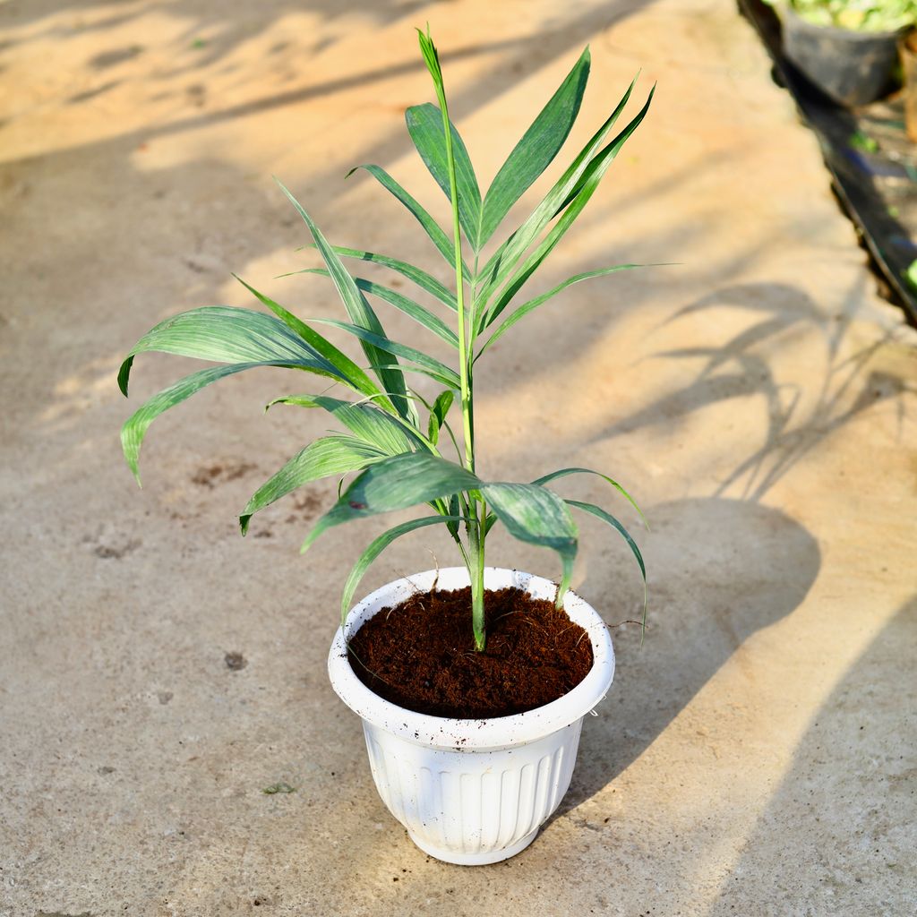 Cane Palm in 8 Inch White Premium Orchid Round Plastic Pot