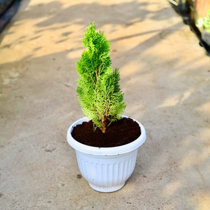 Buy Morpankhi in 8 Inch White Olive Plastic Pot Online | Urvann.com