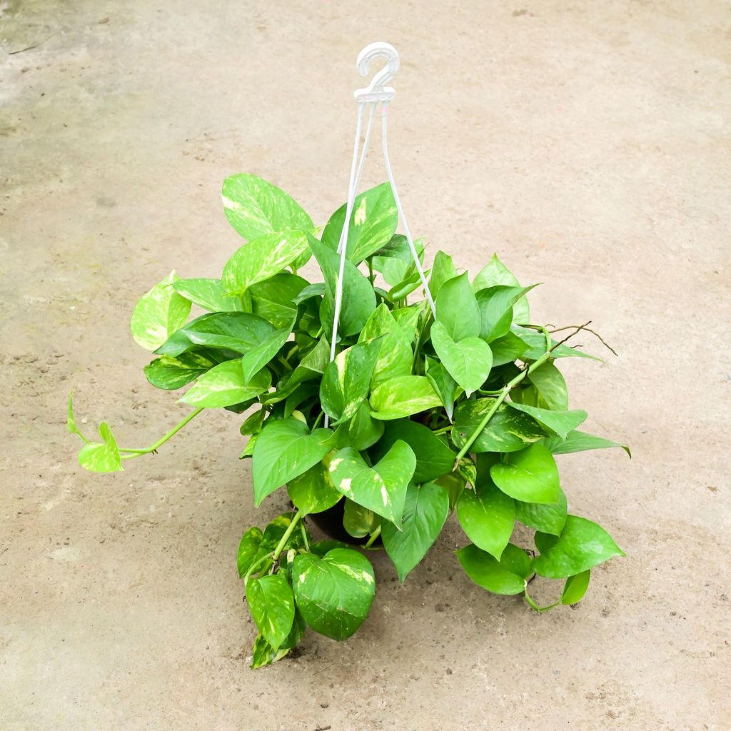 Money Plant Green (Bushy) in 8 Inch Black Hanging Basket