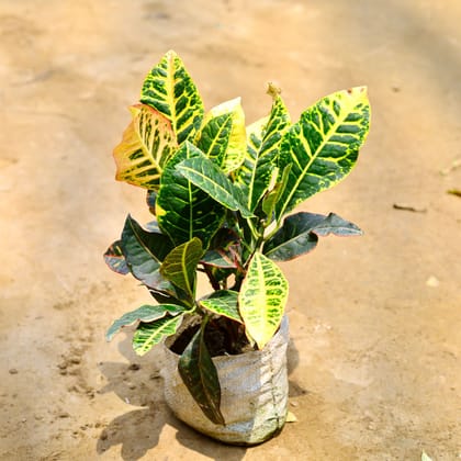 Buy Croton Petra in 7 Inch Nursery Bag Online | Urvann.com