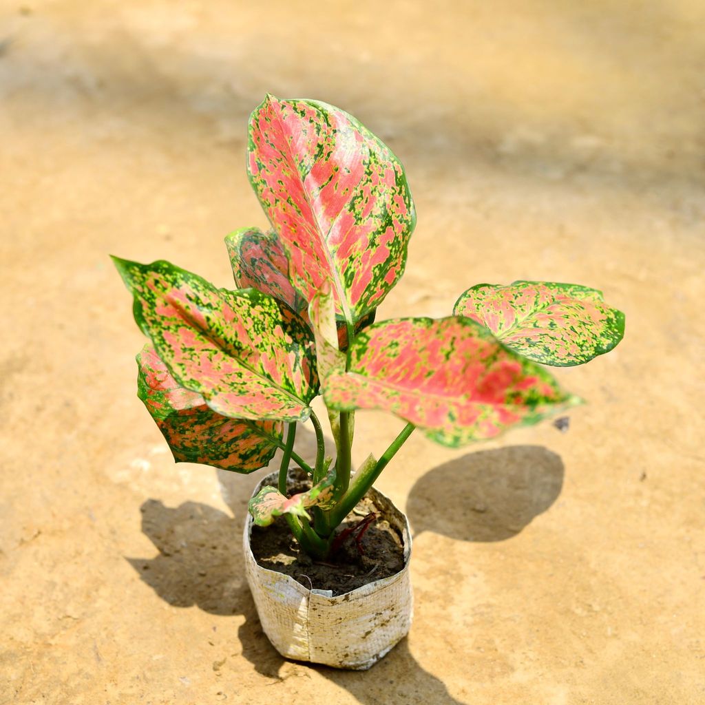 Aglaonema Red Ruby in 4 Inch Nursery Bag