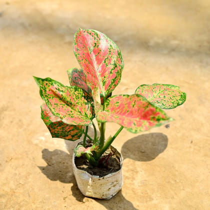 Buy Aglaonema Red Ruby in 4 Inch Nursery Bag Online | Urvann.com