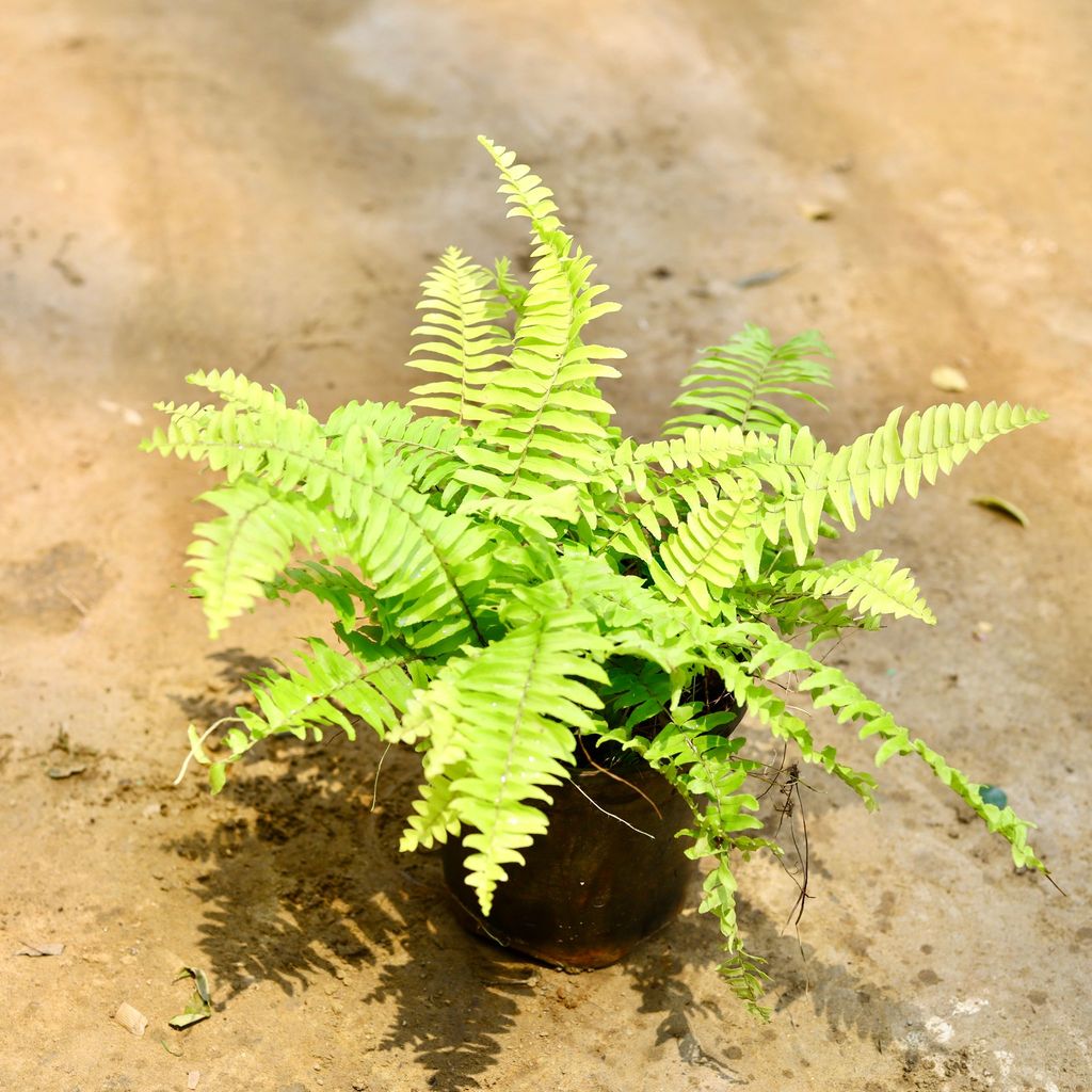 Golden Fern in 6 Inch Nursery Pot