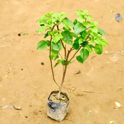 Buy Bougainvillea in 4 Inch Nursery Bag Online | Urvann.com