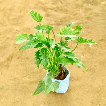 Buy Xanadu Green in 6 Inch Nursery Bag Online | Urvann.com