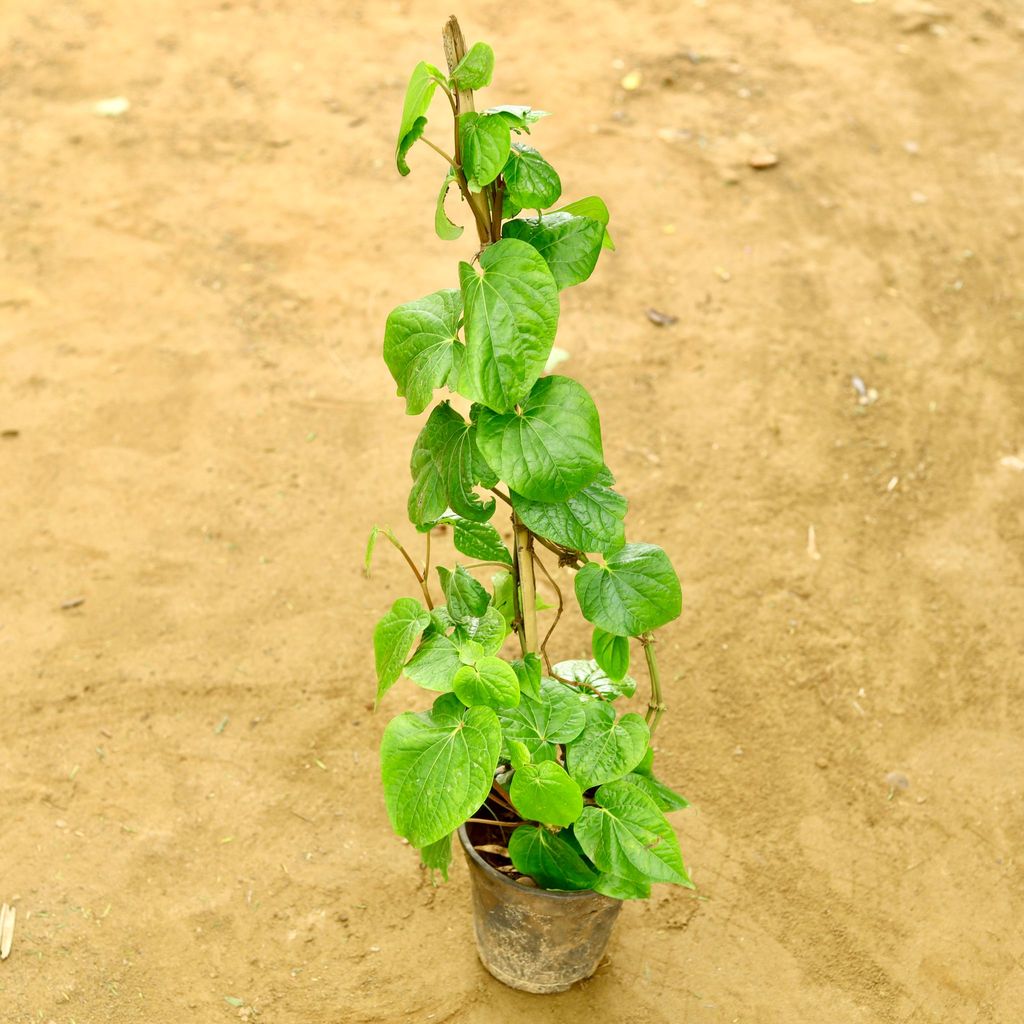 Paan / Betel Leaf in 6 Inch Nursery Pot