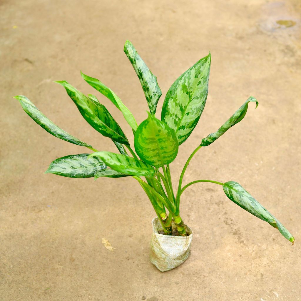 Aglaonema Jungle Parrot in 4 Inch Nursery Bag