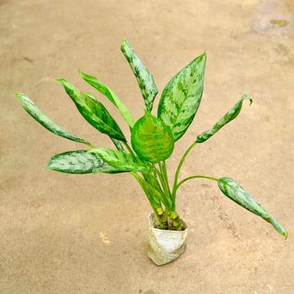 Buy Aglaonema Jungle Parrot in 4 Inch Nursery Bag Online | Urvann.com