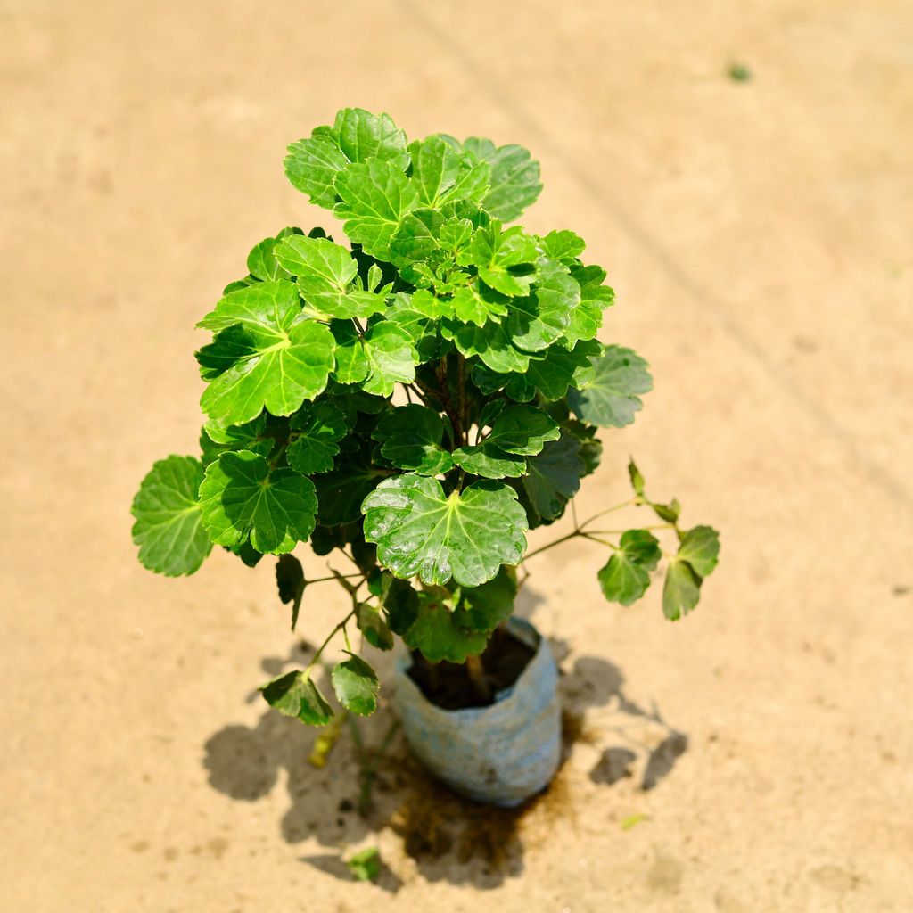 Aralia apple leaf in 4 Inch Nursery Bag