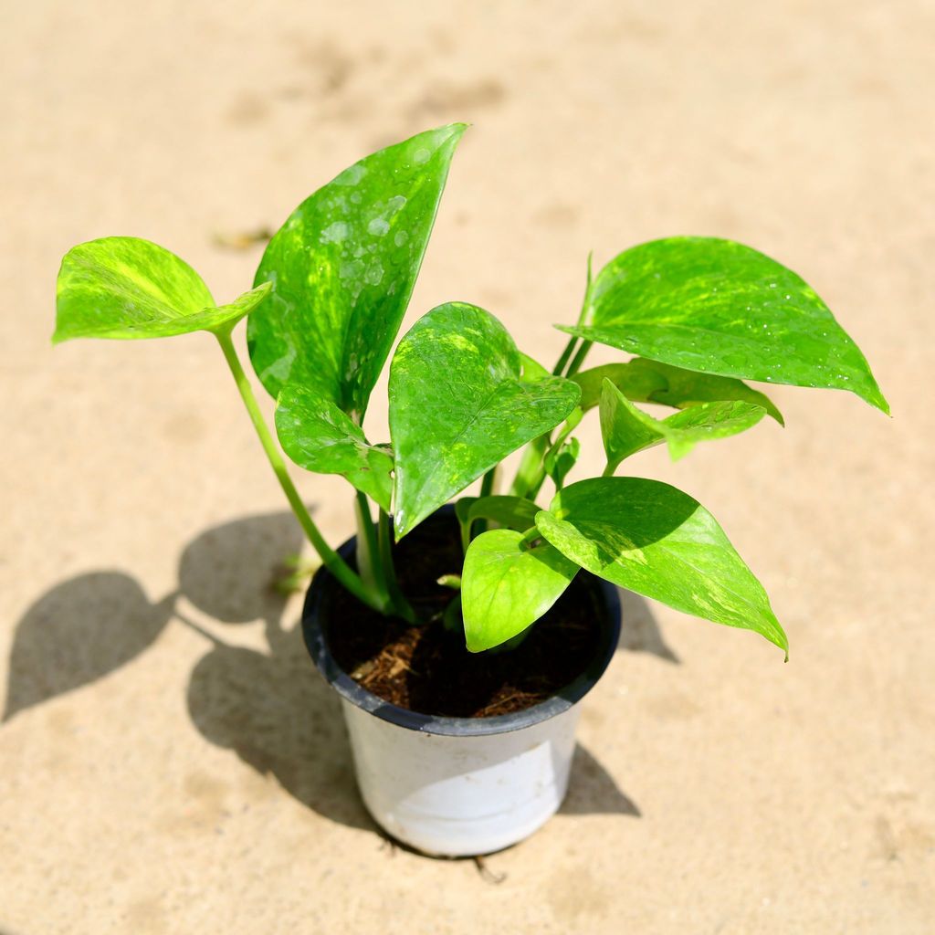 Money Plant Green in 4 Inch Nursery Pot