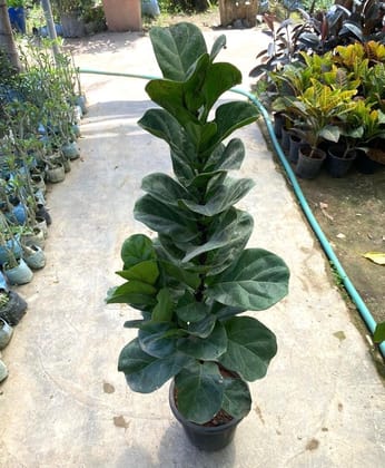 Buy Fiddle Leaf Fig / Ficus Lyrata in 8 Inch Nursery Pot Online | Urvann.com