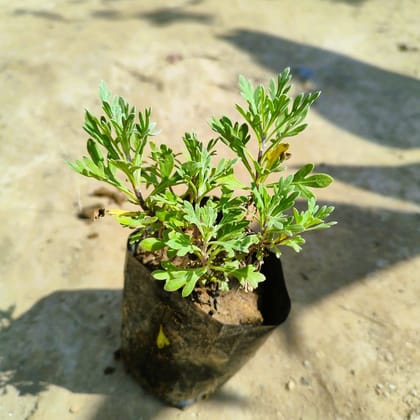 Lavender in 4 Inch Nursery Bag