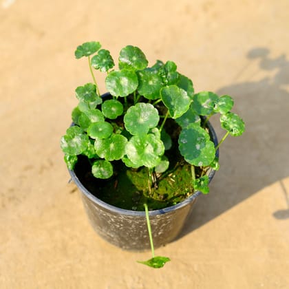 Buy Brahmi Dollar / Pennywort / Chinese Money Plant in 4 Inch Nursery Pot Online | Urvann.com