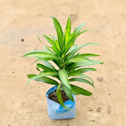 Buy Song of India Green / Dracaena Messenger in 4 Inch Nursery Bag Online | Urvann.com