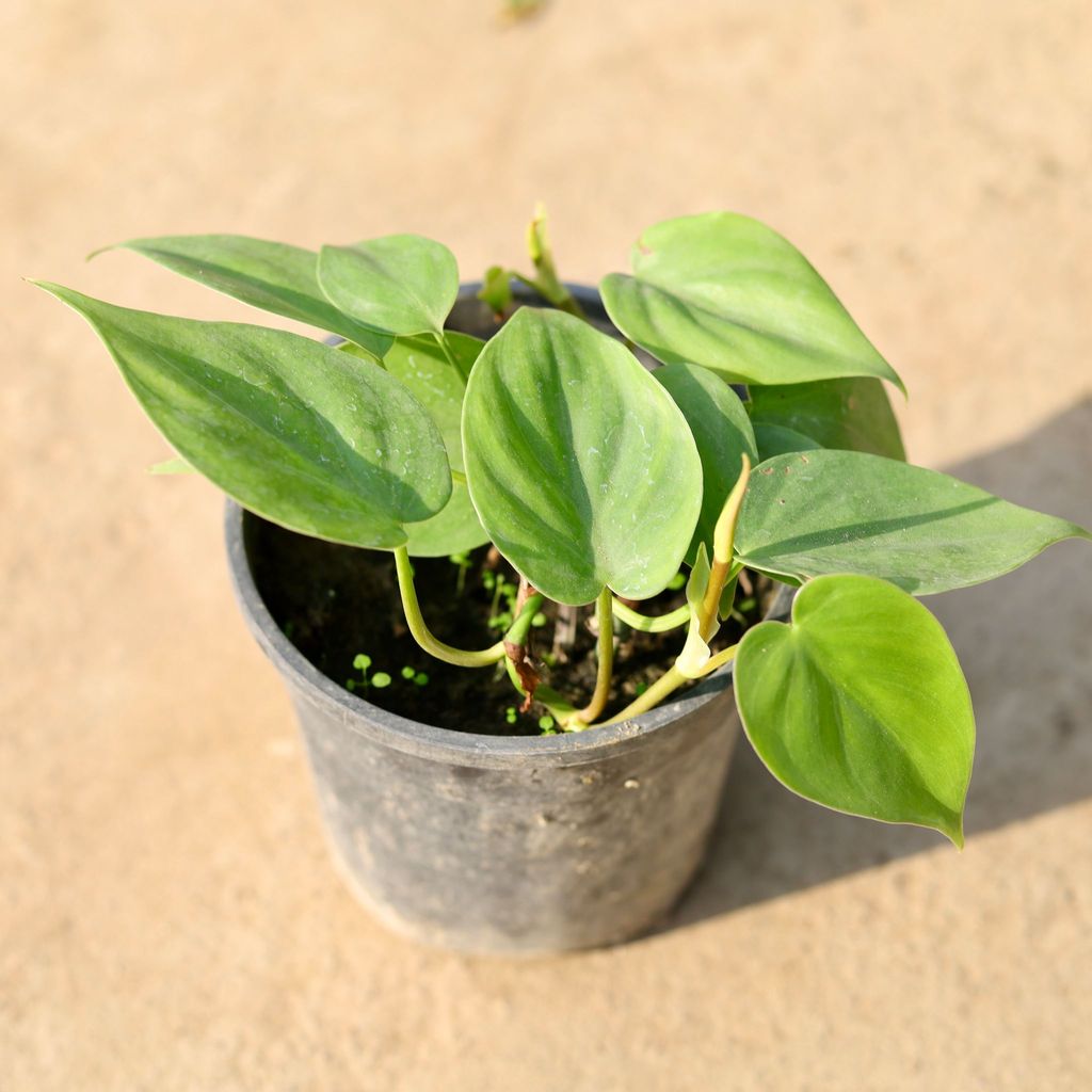 Oxycardium Green in 5 Inch Nursery Pot