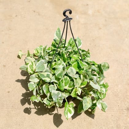 Money Plant N'joy in 8 Inch Hanging Basket