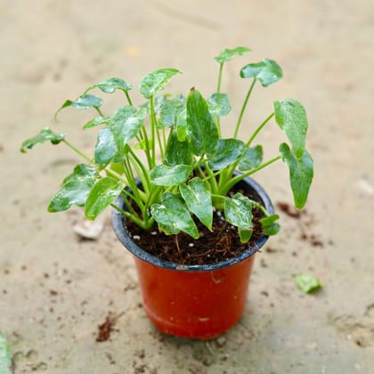 Buy Xanadu Dwarf Green in 4 Inch Nursery Pot Online | Urvann.com