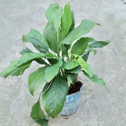 Buy Peace Lilly Bushy (any colour) In 8 Inch Nursery bag Online | Urvann.com