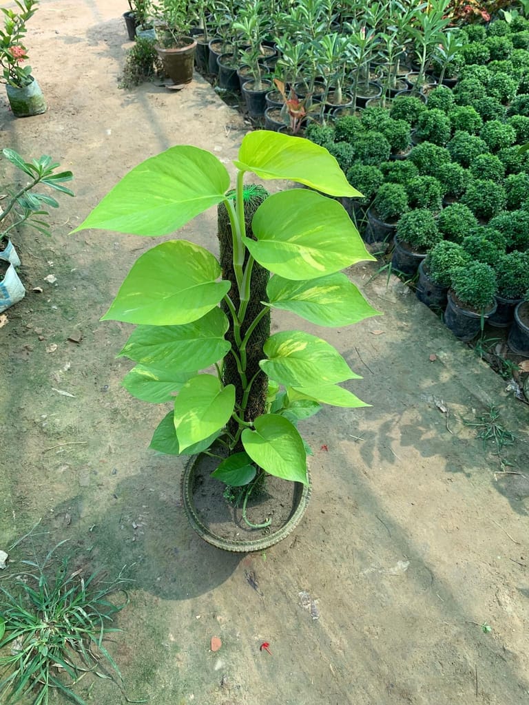 Money Plant Golden with 3 ft Moss Stick in 10 Inch Terracotta Pot