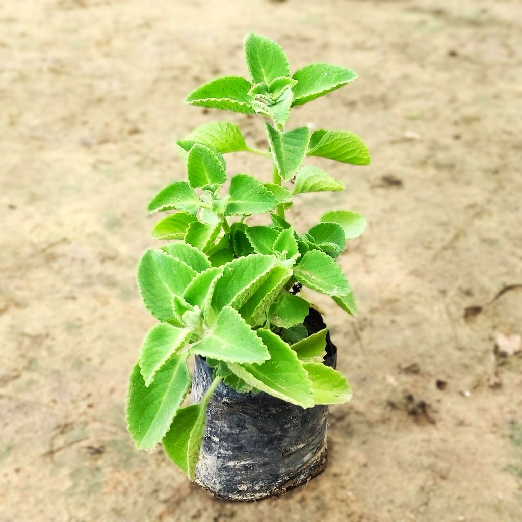 Ajwain Plant in 4 inch Nursery Bag