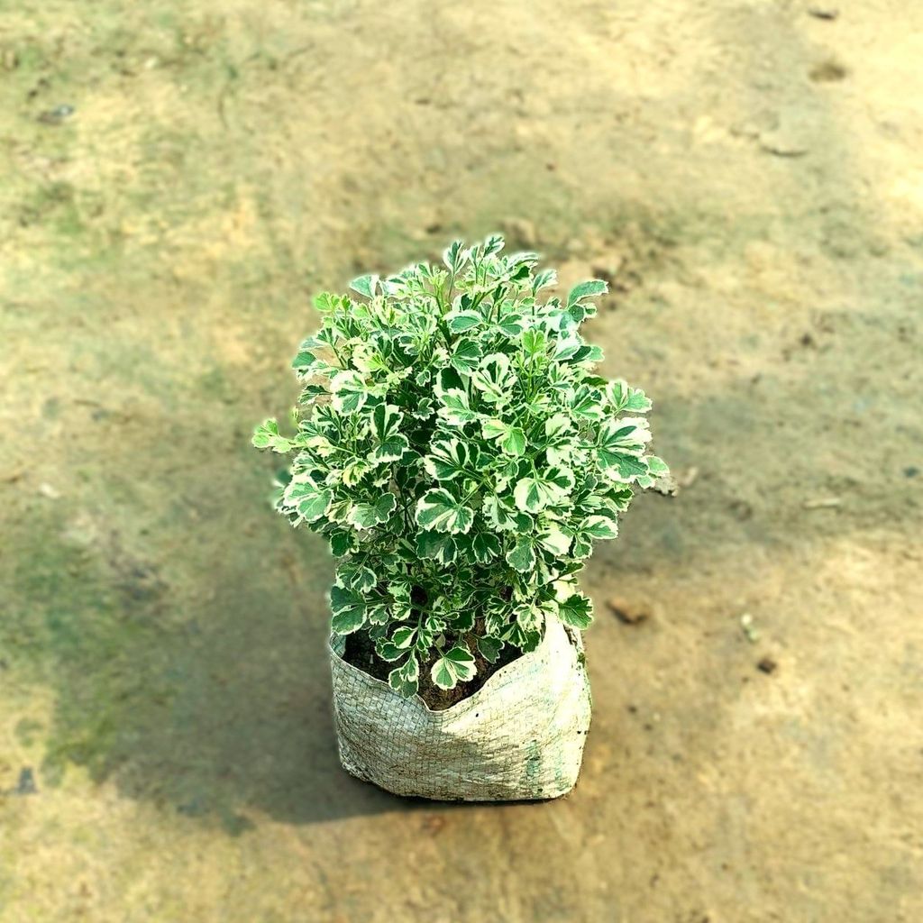 Aralia White Verigated in 5 Inch Nursery Bag