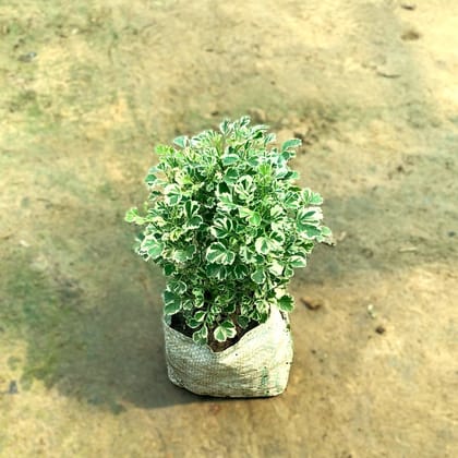 Aralia White Varigated in 5 Inch Nursery Bag