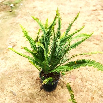 Fern Green in 6 Inch Nursery Pot