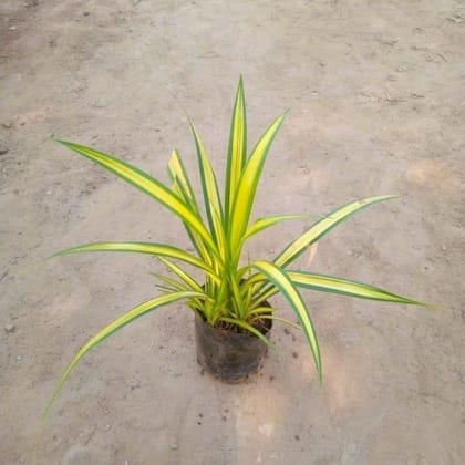 Pandanus/Golden Spider in 4 Inch Nursery Bag