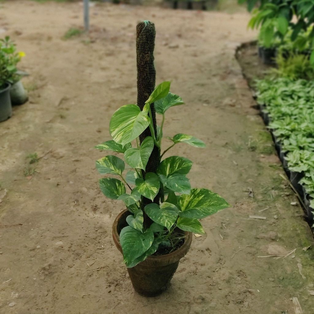 Money Plant with 3 Ft. Moss Stick in 10 Inch Terracotta Pot