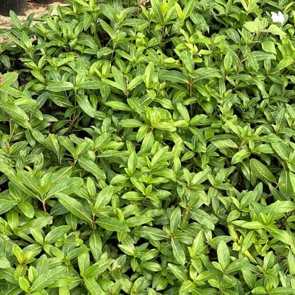 Buy Periwinkle / Vinca / Sadabahar (any colour) in 4 inch Nursery Bag Online | Urvann.com