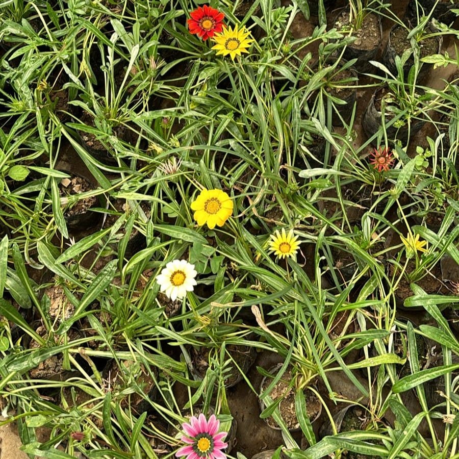 Gazania (any colour) in 4 Inch Nursery Bag