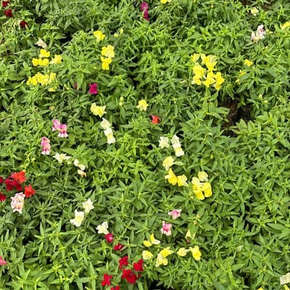 Buy Antirrhinum Majus / Dog Flower (any colour) in 4 Inch Nursery Bag Online | Urvann.com